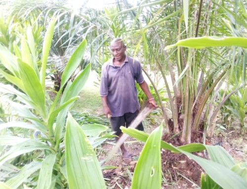 Quasi completato il progetto agricolo in LIBERIA-