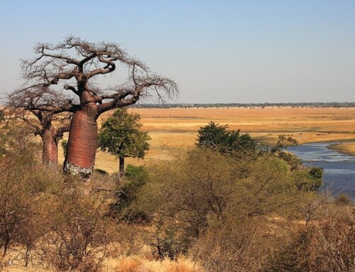Botswana, una straordinaria varietà di ecosistemi