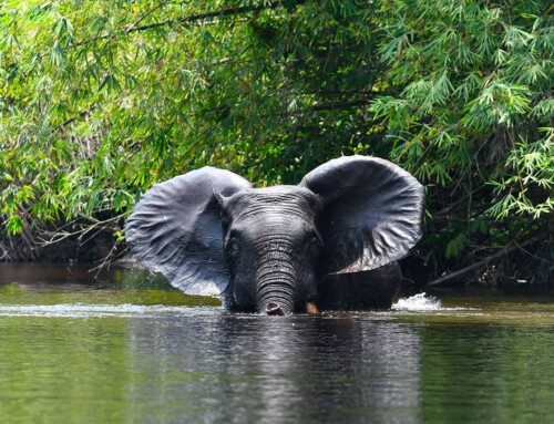 Petrolio e gas mettono a rischio la biodiversità del Parco Conkouati-Douli