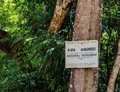 Kenya, le foreste sacre dei Mijikenda