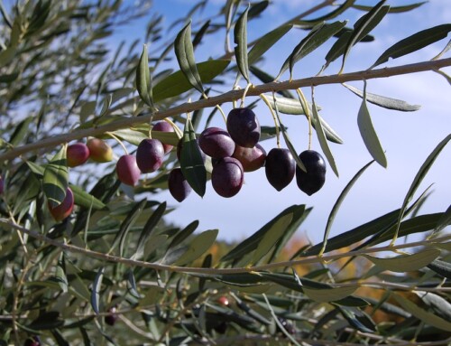 SMA Genova: Le bellezze del Creato, nella raccolta delle olive